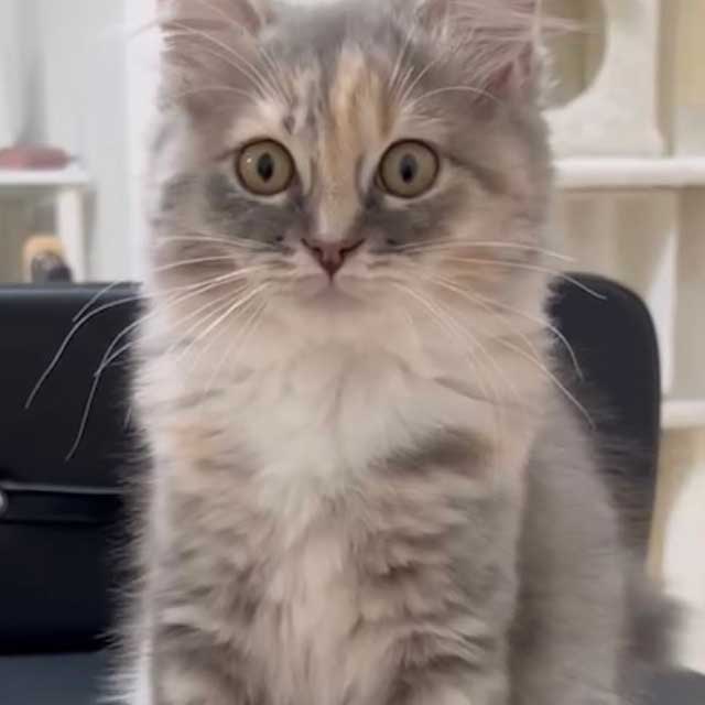 MaNa